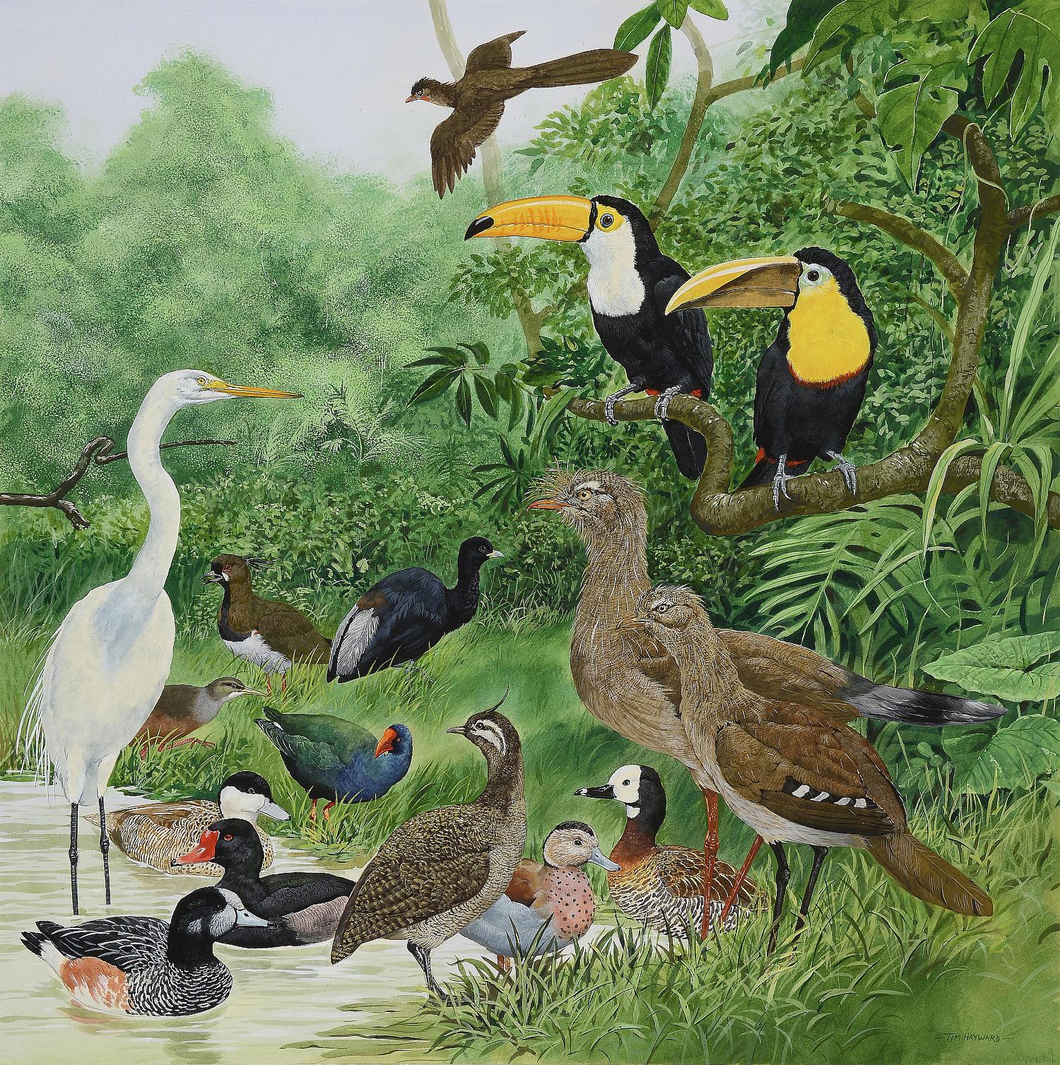 Natural History Pictures: A watercolour by Tim Hayward of various birdsincluding toucans and a white