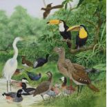 Natural History Pictures: A watercolour by Tim Hayward of various birdsincluding toucans and a white