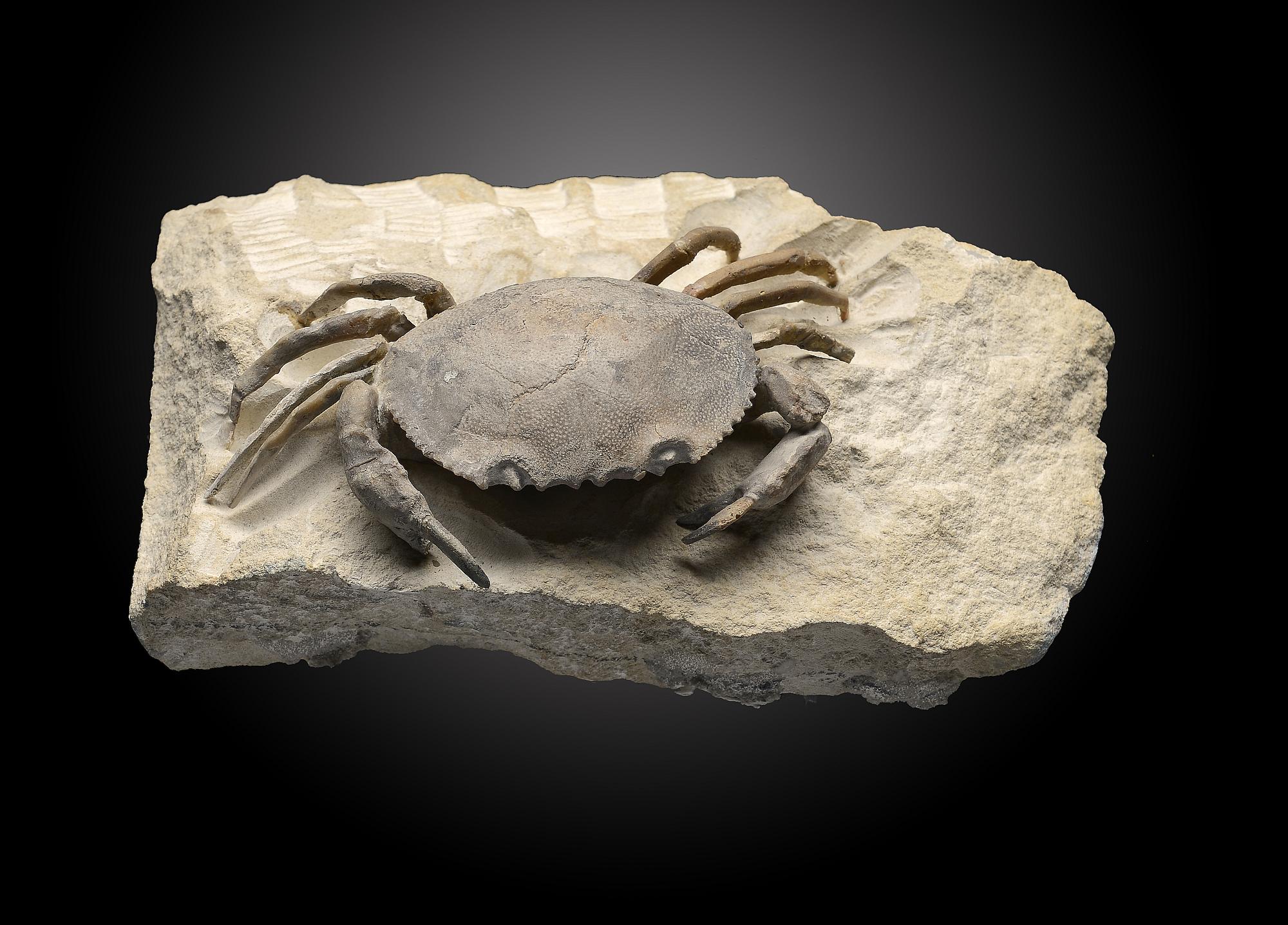 A fossil crabItaly, Miocene15cm.; 6insProvenance: Emmen Zoo Collection. See footnote to lot 1 for