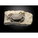 A fossil crabItaly, Miocene15cm.; 6insProvenance: Emmen Zoo Collection. See footnote to lot 1 for