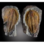 Fossils: A positive/negative Paradoxides trilobite plaquePalaeozoic35cm.; 13½insProvenance: Emmen