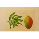 Natural History Pictures: Twelve botanical watercolours;including Mangifera; Japonica; Papaya;