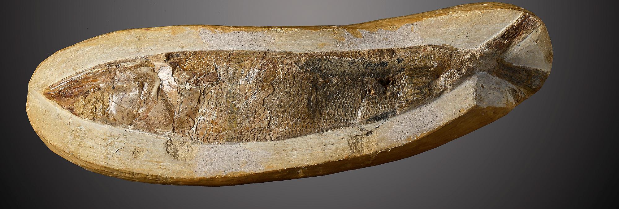 A similar fossil fishSantana formation, Brazil, Cretaceous17cm.; 6½ins long (See footnote to lot