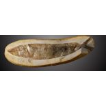 A similar fossil fishSantana formation, Brazil, Cretaceous17cm.; 6½ins long (See footnote to lot