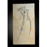 Fossil cast: A museum cast of Rhamphorhynchus63cm.; 25insProvenance: Emmen Zoo Collection. See