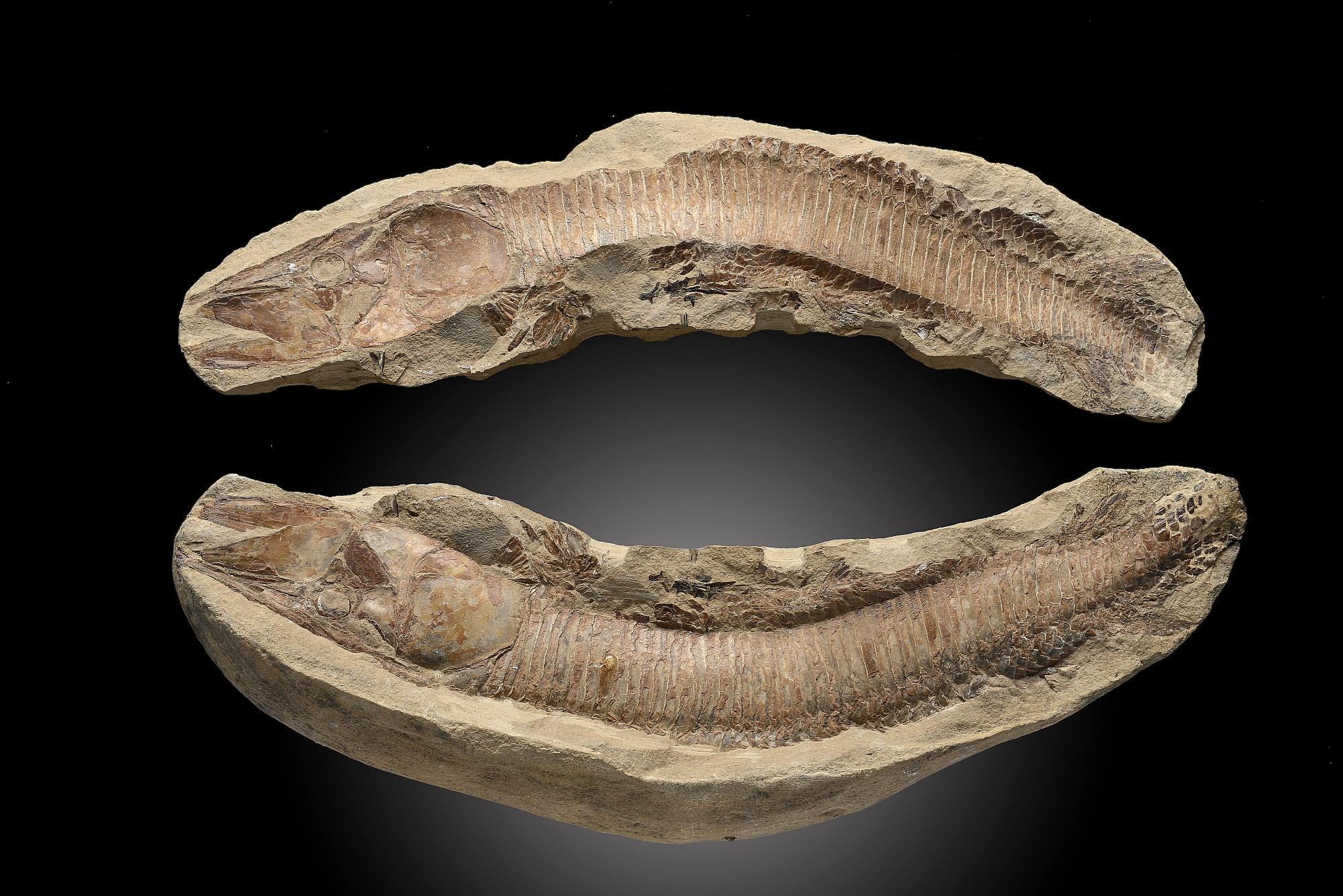 A fossil fish in positive/negative halvesSantana formation, Brazil, Cretaceous48cm.; 19ins long (See