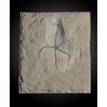 A fossil brittle starpossibly Lyme Regis, Jurassic20cm.; 8insProvenance: Emmen Zoo Collection. See