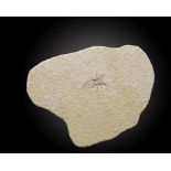 A fossil cockroachSolnhofen, Germany, Jurassic20cm.; 8ins (See footnote to lot 23)Provenance: