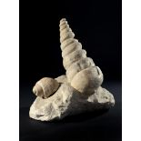 A fossil Turritella spp. shellprobably France, Miocene35cm.; 14ins highProvenance: Emmen Zoo