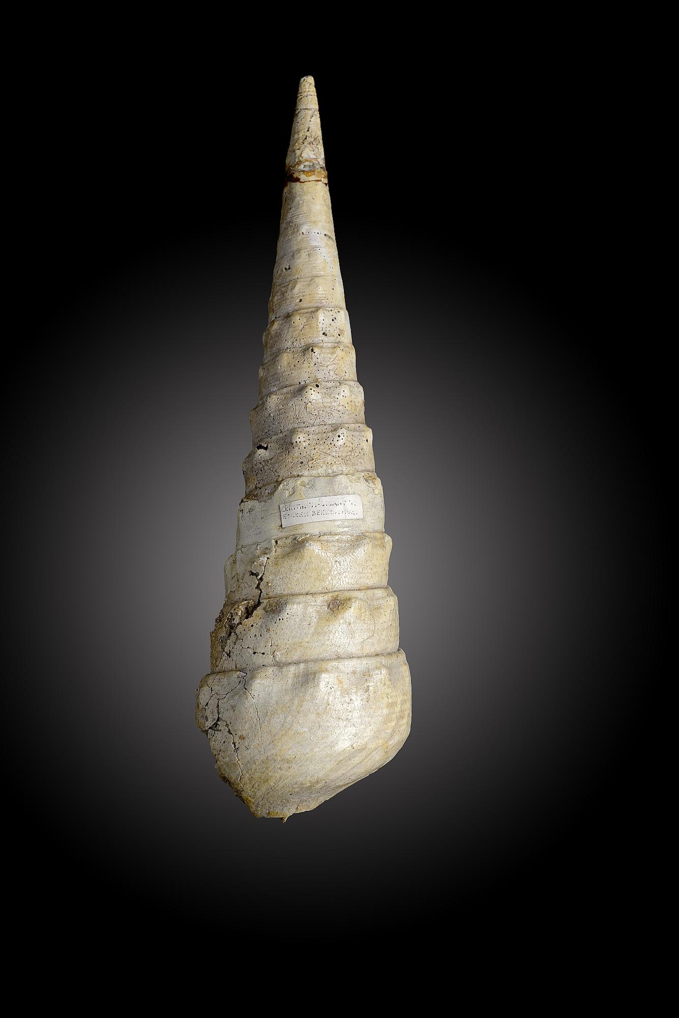 A fossil Turritella shellprobably France, Eocene34cm.; 13½in highProvenance: Emmen Zoo Collection.