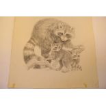 Natural History Pictures: A pencil drawing of racoons54cm.; 21¼ins by 53cm.; 21ins together with a