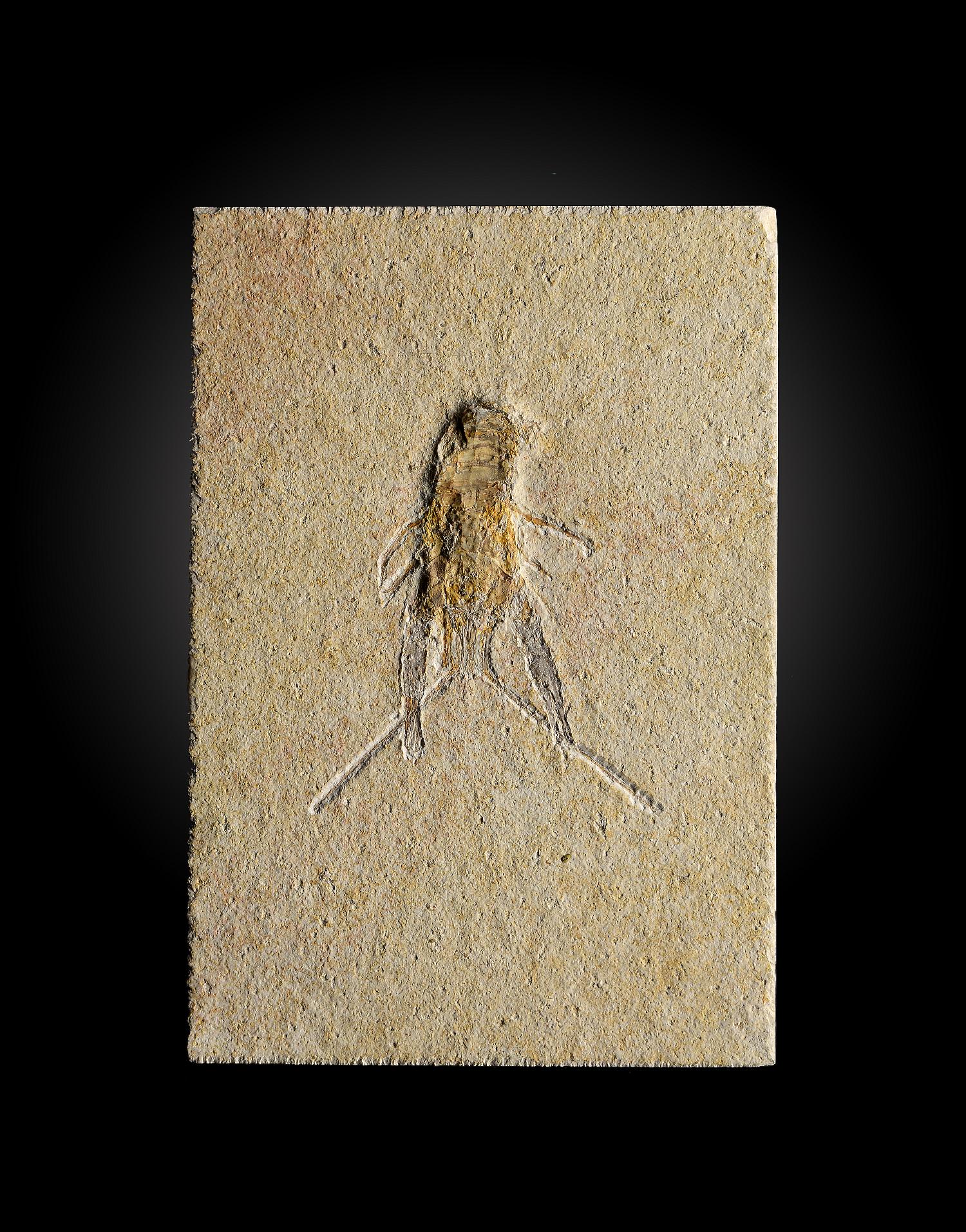 Fossils: A Pseudastacus pustulosus lobsterSolnhofen, Germany, Jurassic17cm.; 6½ins (See footnote