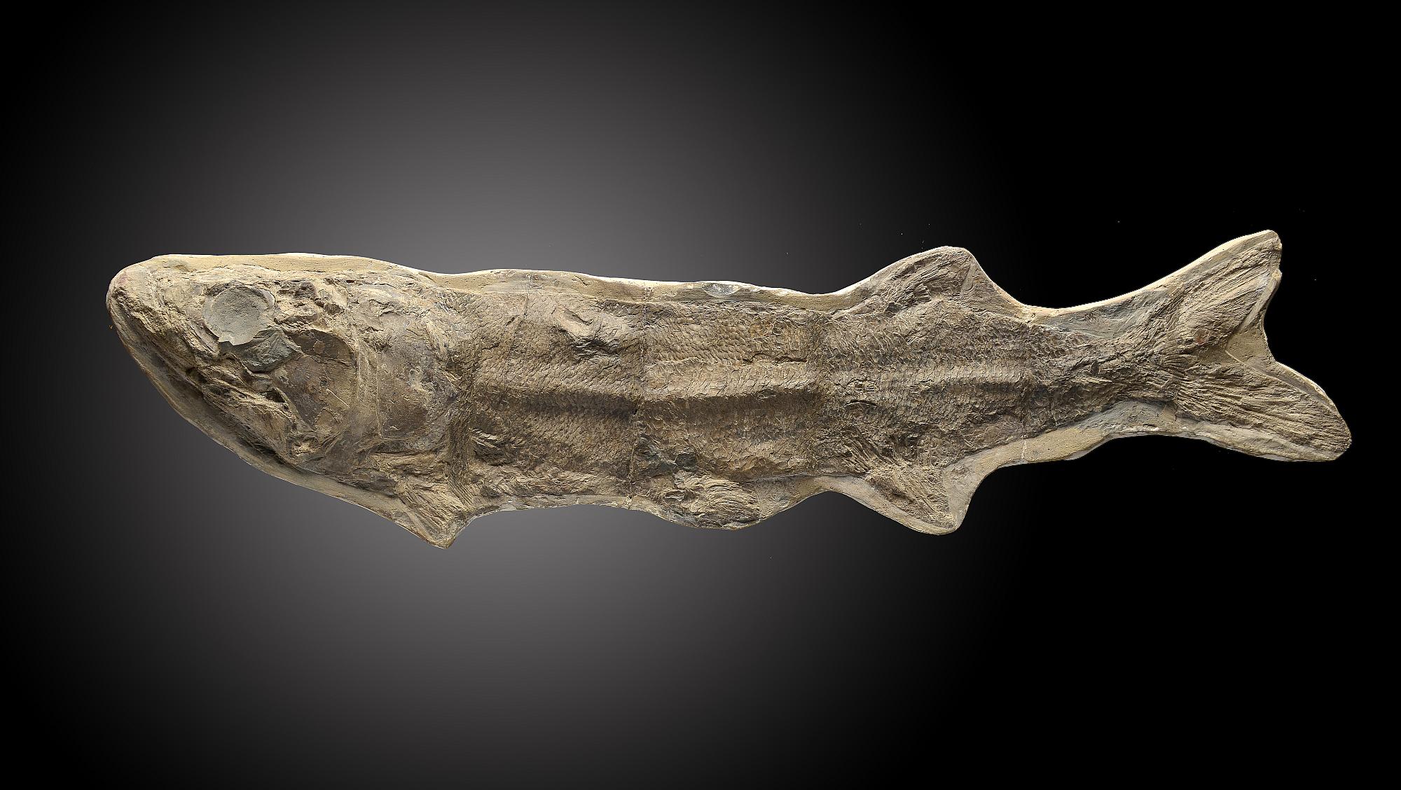 A similar fossil fishSantana formation, Brazil, Cretaceous41cm.; 16ins long (See footnote to lot