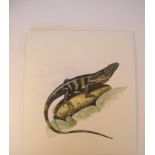 Natural History Pictures: Three watercolours;Rock Iguana; Ameiva; Cape MonitorThree pen and ink