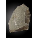 A fossil fish plaque Permian, Germany/Czech Republic36cm.; 14insProvenance: Emmen Zoo Collection.