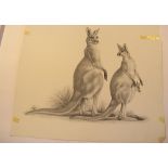 Natural History Pictures: A pen and ink drawing of red kangaroos36cm.; 14ins by 44cm.; 17¾ins,