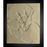 Fossil casts: A set of three museum casts of Archaeopteryxthe largest 50cm.; 19½insProvenance: Emmen