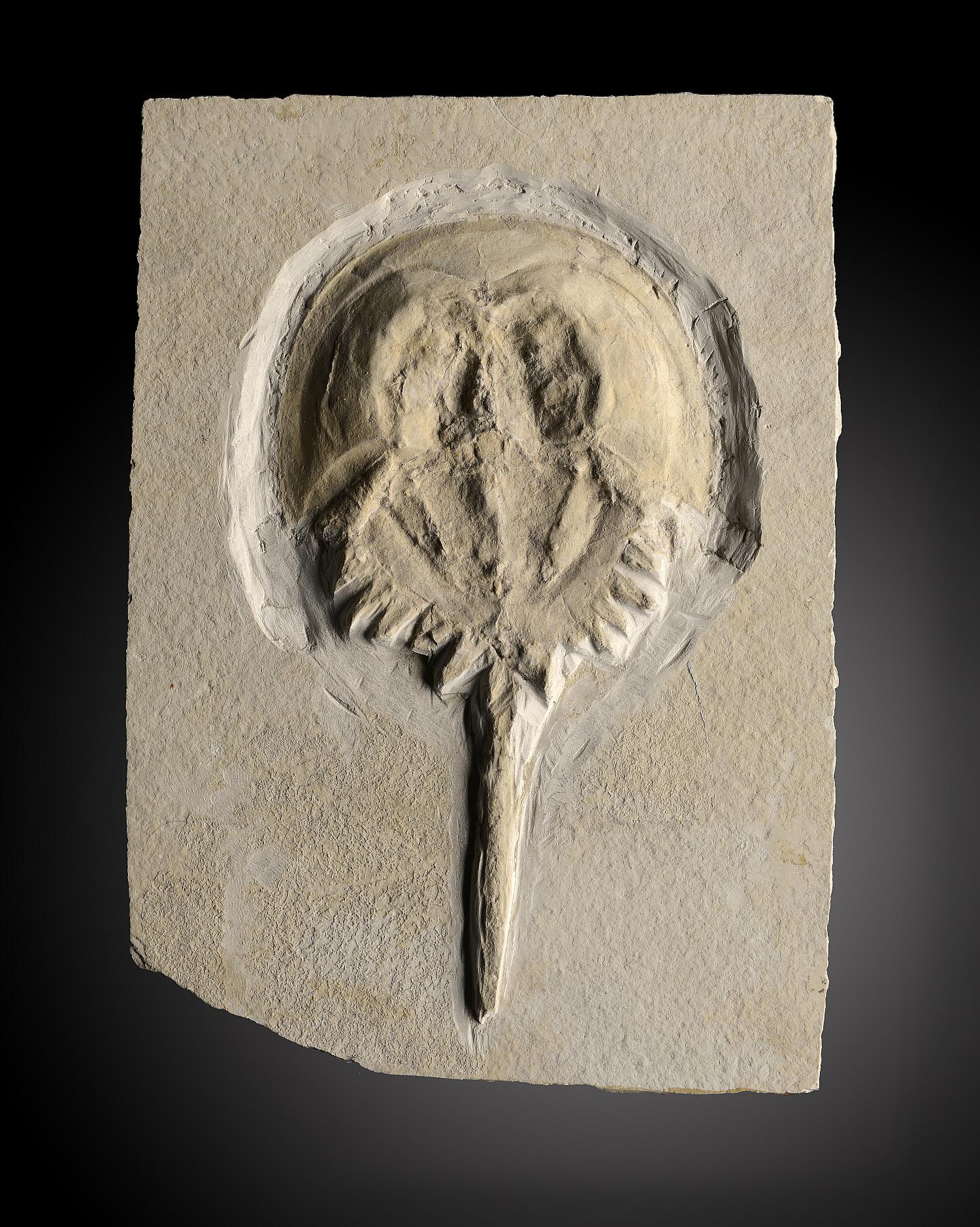 Fossils: A horseshoe crabSolnhofen, Germany, Jurassic23cm.; 9ins (See footnote to lot 23)Provenance: