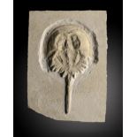 Fossils: A horseshoe crabSolnhofen, Germany, Jurassic23cm.; 9ins (See footnote to lot 23)Provenance: