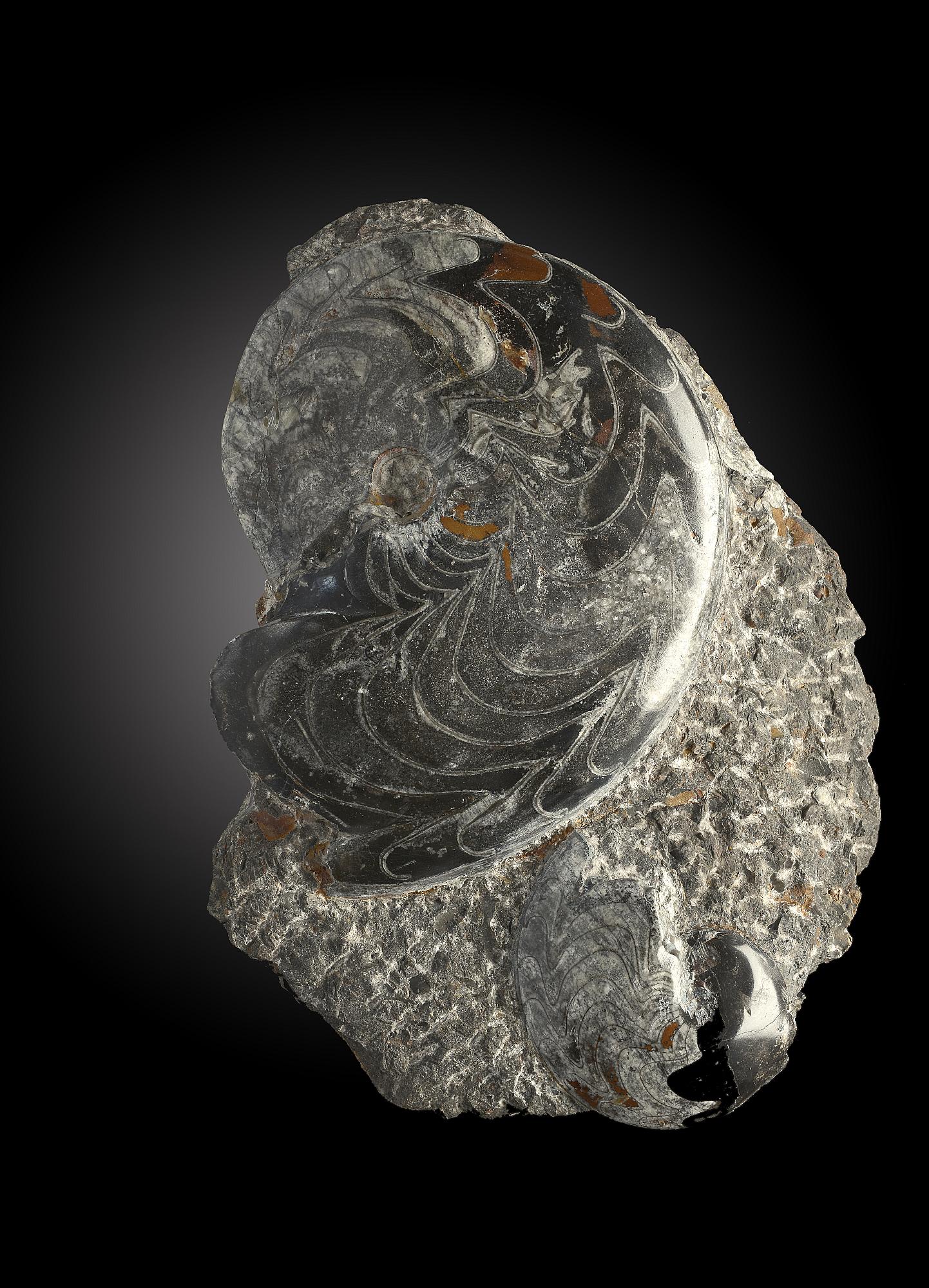 Fossils: A Goneatite groupMorocco, Devonian34cm.; 13½insProvenance: Emmen Zoo Collection. See
