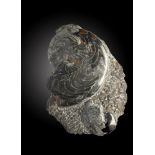 Fossils: A Goneatite groupMorocco, Devonian34cm.; 13½insProvenance: Emmen Zoo Collection. See