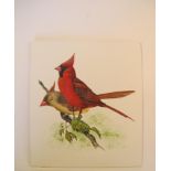 Natural History Pictures: Three watercolours;Red Cardinal; Mexicana Tangara; MotmotThree pen and ink