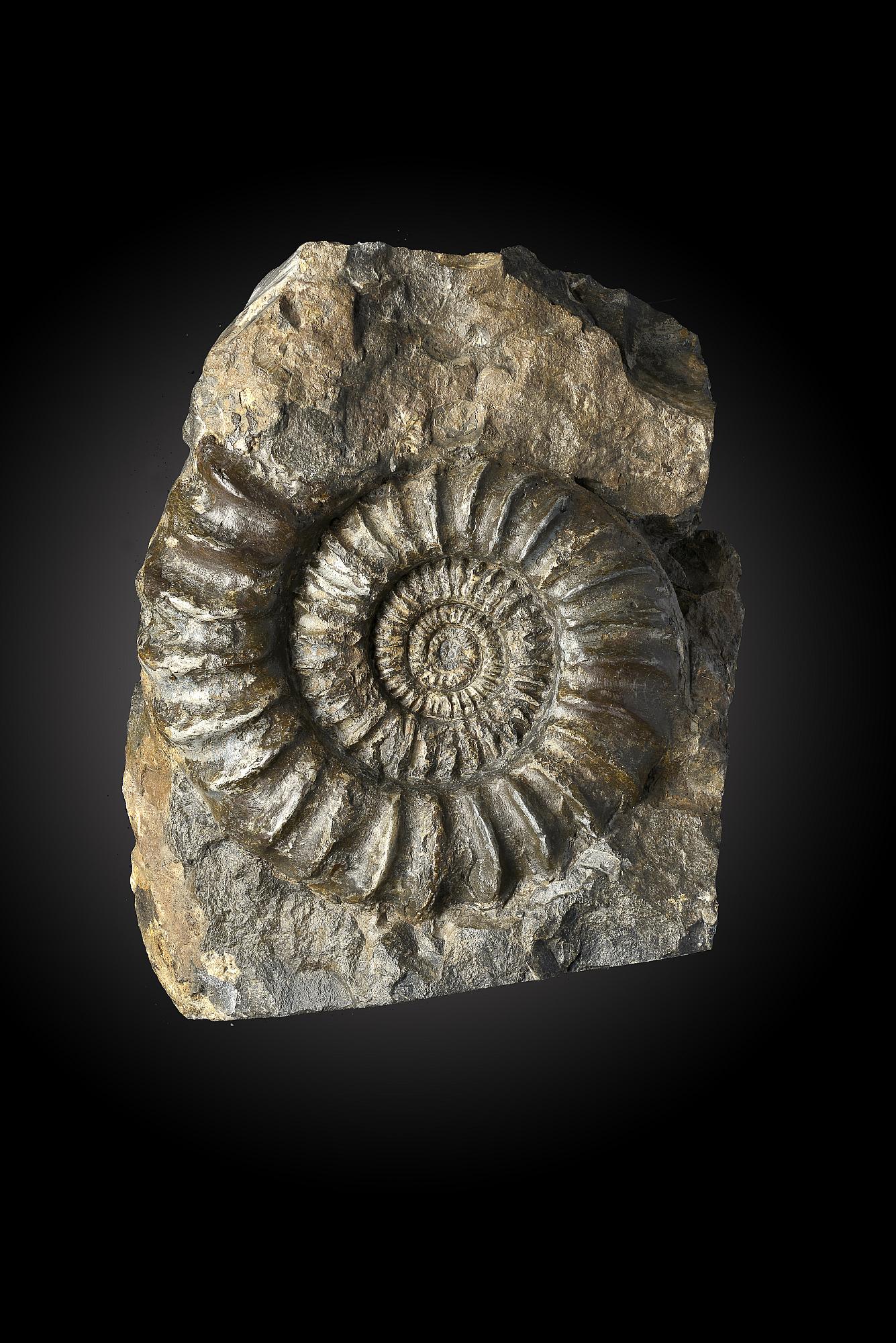 Fossils: An Ammonite on matrixMesozoic33cm.; 13insProvenance: Emmen Zoo Collection. See footnote