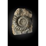 Fossils: An Ammonite on matrixMesozoic33cm.; 13insProvenance: Emmen Zoo Collection. See footnote