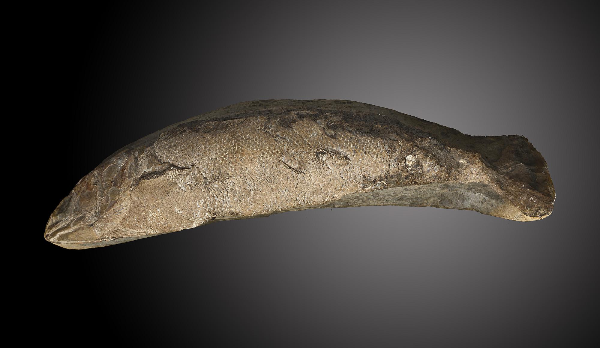 A large fossil fishSantana formation, Brazil, Cretaceous, 36cm.; 14ins long Provenance: Emmen Zoo