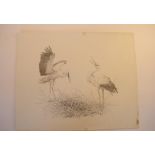 Natural History Pictures: A pencil drawing of storks40cm.; 15¾ins by 50cm.; 19¾insProvenance: