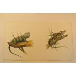 Natural History Pictures: A watercolour of an Iguana and Basiliscus;Four pen and ink drawings of