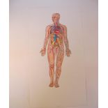 Natural History Pictures: Eight anatomical drawings of the human figure and organs average size