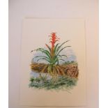 Natural History Pictures: Five botanical watercolours all initialled PE and dated ‘98 including;