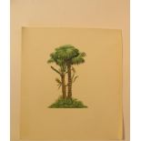 Natural History Pictures: Nine botanical watercolours;including Cycas and Arachis hypogaeslargest