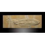 A giant squid fossilSolnhofen, Germany, Jurassic88cm.; 35ins (See footnote to lot 23)Provenance: