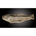 A similar fossil fishSantana formation, Brazil, Cretaceous, 73cm.; 29ins long (See footnote to lot