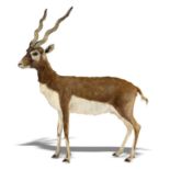 Taxidermy: A full mount Black Buck early 20th century 123cm.; 48ins high