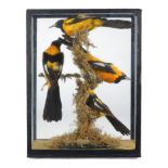 Taxidermy: A trio of Black Shouldered Troupials early 20th century in glass case 36cm.; 14ins high