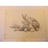 A pencil drawing of pumas and their kill 37cm.; 14½ins by 53cm.; 21ins and a pen and ink drawing