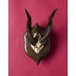Natural History: A Bushbuck frontal part and horns on a Rowland Ward shield circa 1910 44cm.;