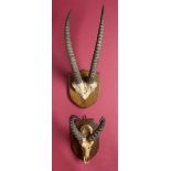 Natural History: A pair of skull foreparts with antlers the smaller one on a shield prepared by