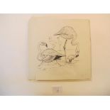 Three watercolours; Flamingo; Cayenne Layswing; Minus longicaudatus Three pen and ink drawings;