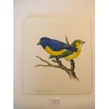 Three watercolours; Euphonia minuta; Dacnis lineata; Mexican Nonpareil Three pen and ink drawings;