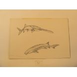 Eight pen and ink drawings of fish; including blind cavefish and shark jaw average size 25cm.; 9¾