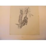 A pencil drawing of monkeys 41cm.; 16ins by 38cm.; 15ins, together with another similar drawing of