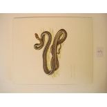 Three watercolours; Macklots Python; Monocold Cobra; Cooperhead Racer Three pen and ink drawings;