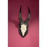 Natural History: A Red Hartebeest fore parts and horns circa 1900 65cm.; 25½ins high