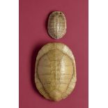 Natural History: Two small turtle shells, one white late 19th century the largest 29cm.; 11½ins high