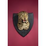 Taxidermy: A Leopard head by Van Ingen of Mysore early 20th century 49cm.; 19ins high