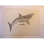 Four pen and ink drawings of sharks the largest 37cm.; 14½ins by 53cm.; 21ins